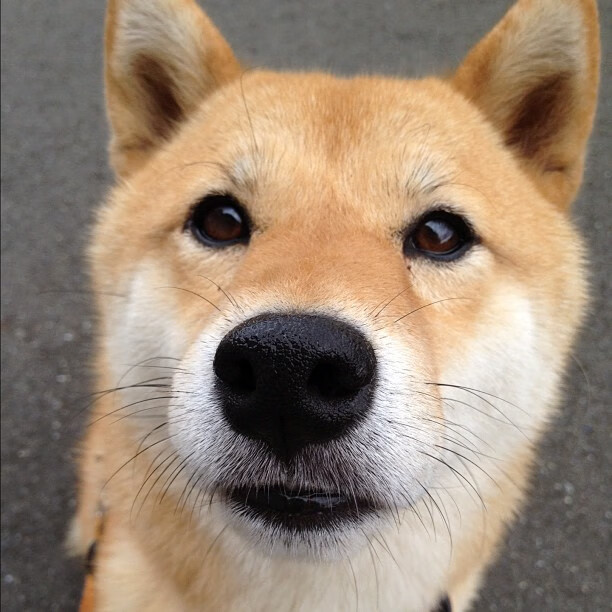 一个人的远征，周冠宇如何扛起雷诺击败威廉姆斯