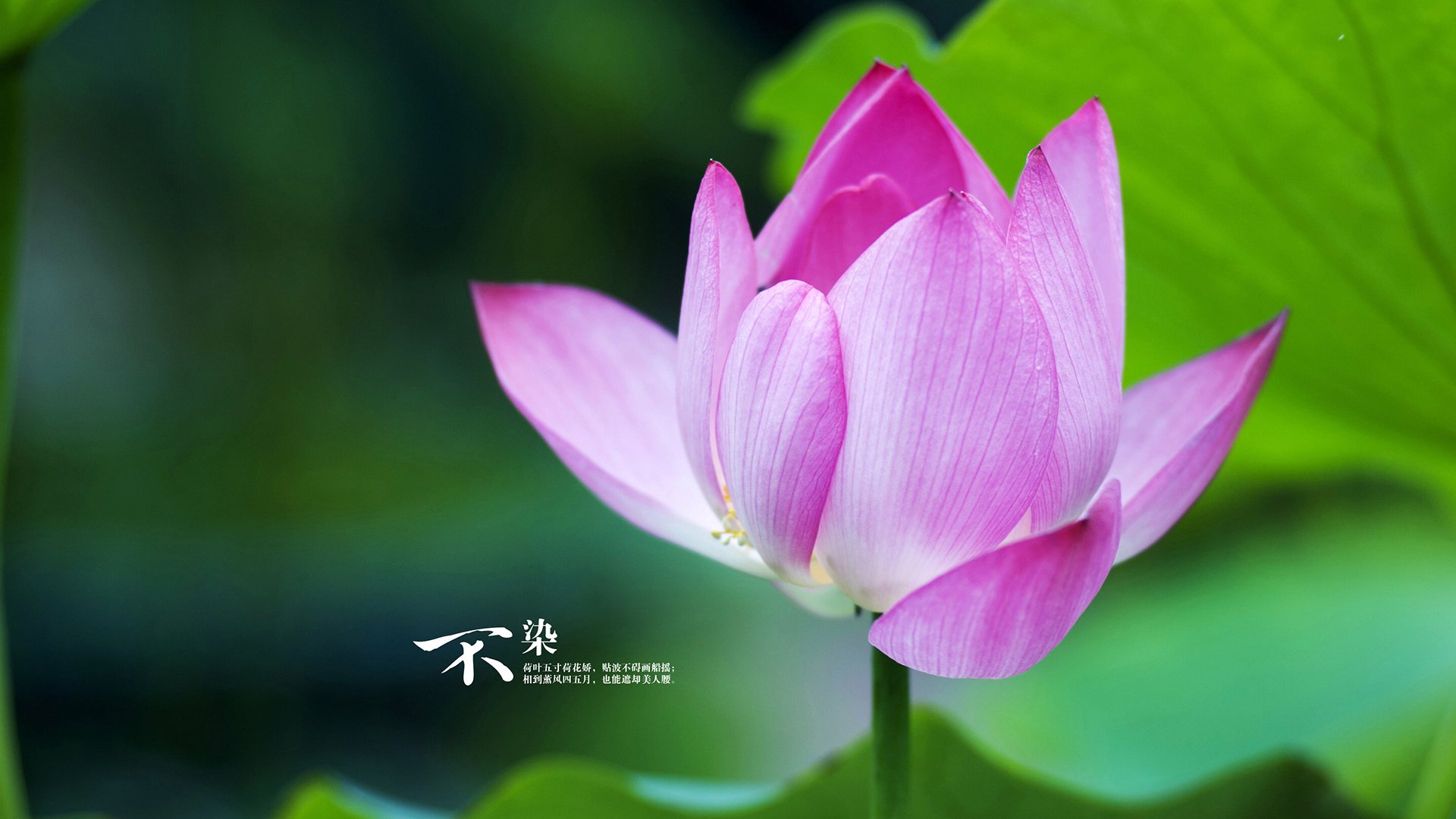 爱游戏官方-孤星映雪，布伦森率多伦多猛龙逆转丹佛高原的战术史诗