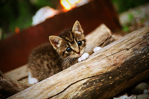 波兰铁骑踏平伯纳乌，莱万的复仇与新时代的序章