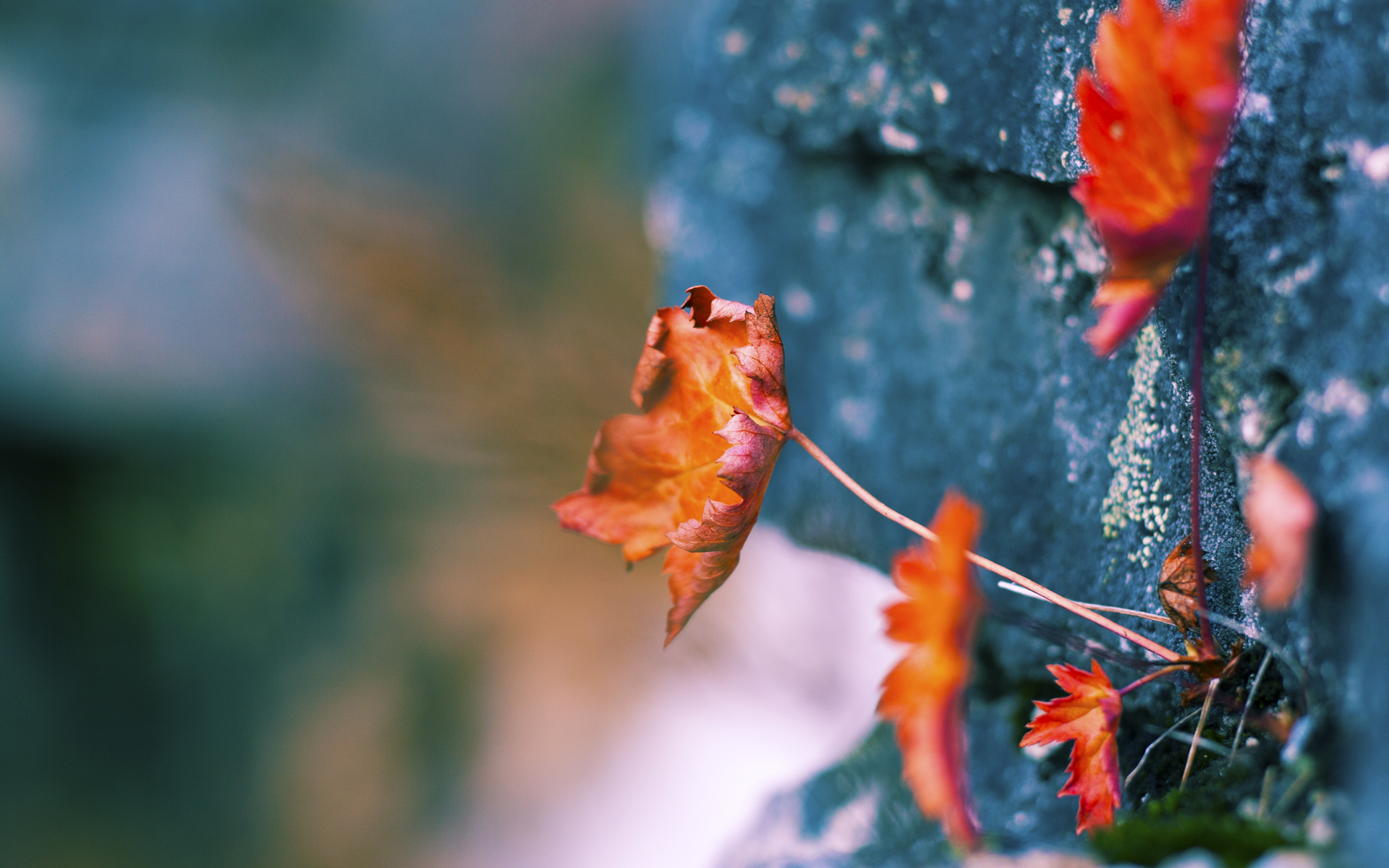 骑士掀翻活塞，西亚卡姆成骑士三叉戟中最锐利那柄，活塞防线千疮百孔