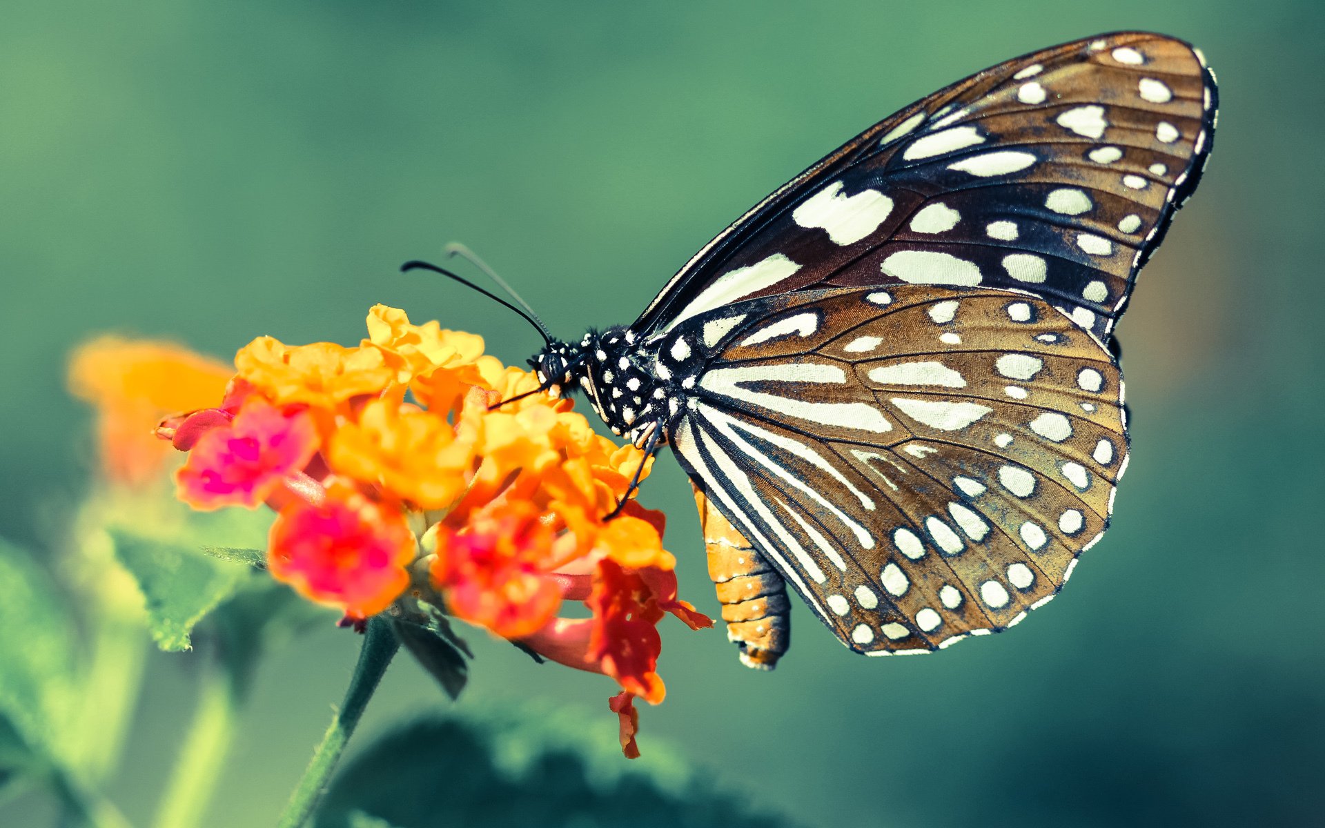 年度焦点之战之夜，绿茵神迹的刻度被哈兰德改写