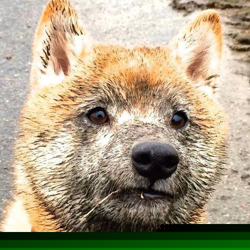 奥运周期关键焦点战，广厦队鏖战森林狼，跨联盟对决点燃篮球激情