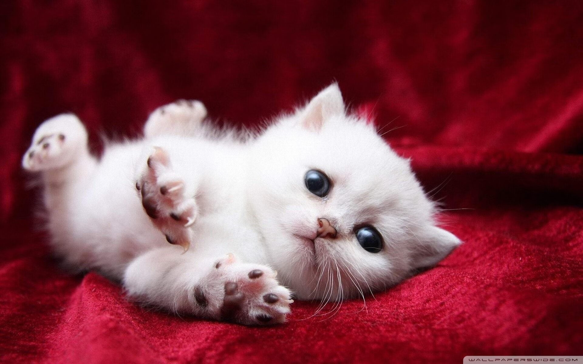 双雄并驱，塔图姆存在感拉满，广厦提前奏响终章凯歌