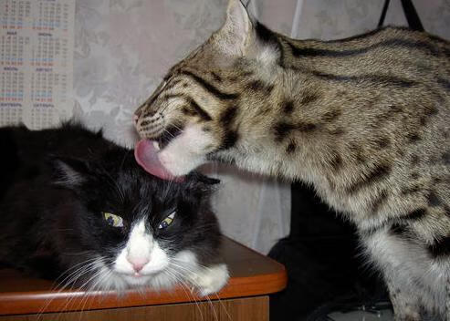 当莫扎特遇见瓜拉尼，一场虚构巅峰对决中佩德里的压力涅槃