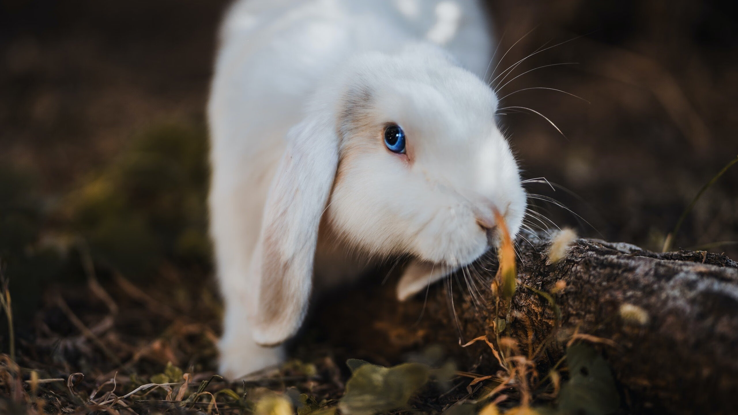 NBA赛场的新疆刀锋，武切维奇关键节点连续得分，魔术遇天山防线