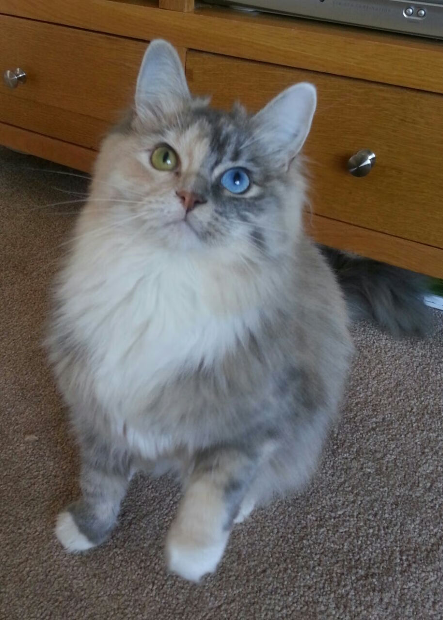 旧神黄昏，新王当立，格鲁吉亚妖星撕碎摩纳哥的完美夜晚