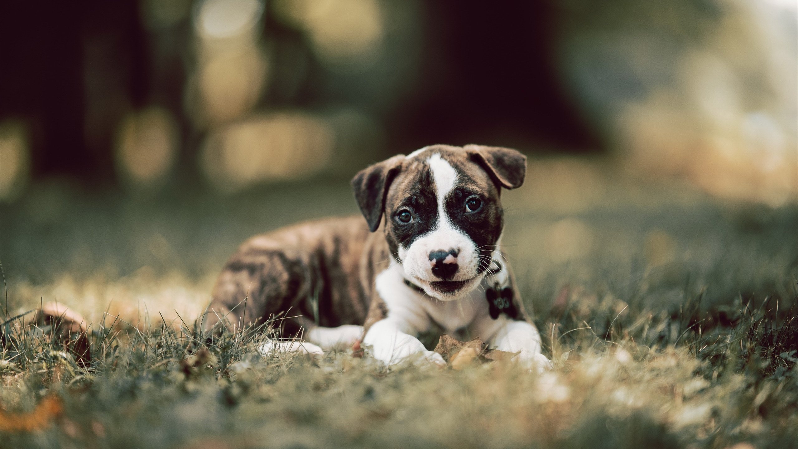 从质疑到加冕，乔治一球封神，公牛绝处逢生淘汰马刺