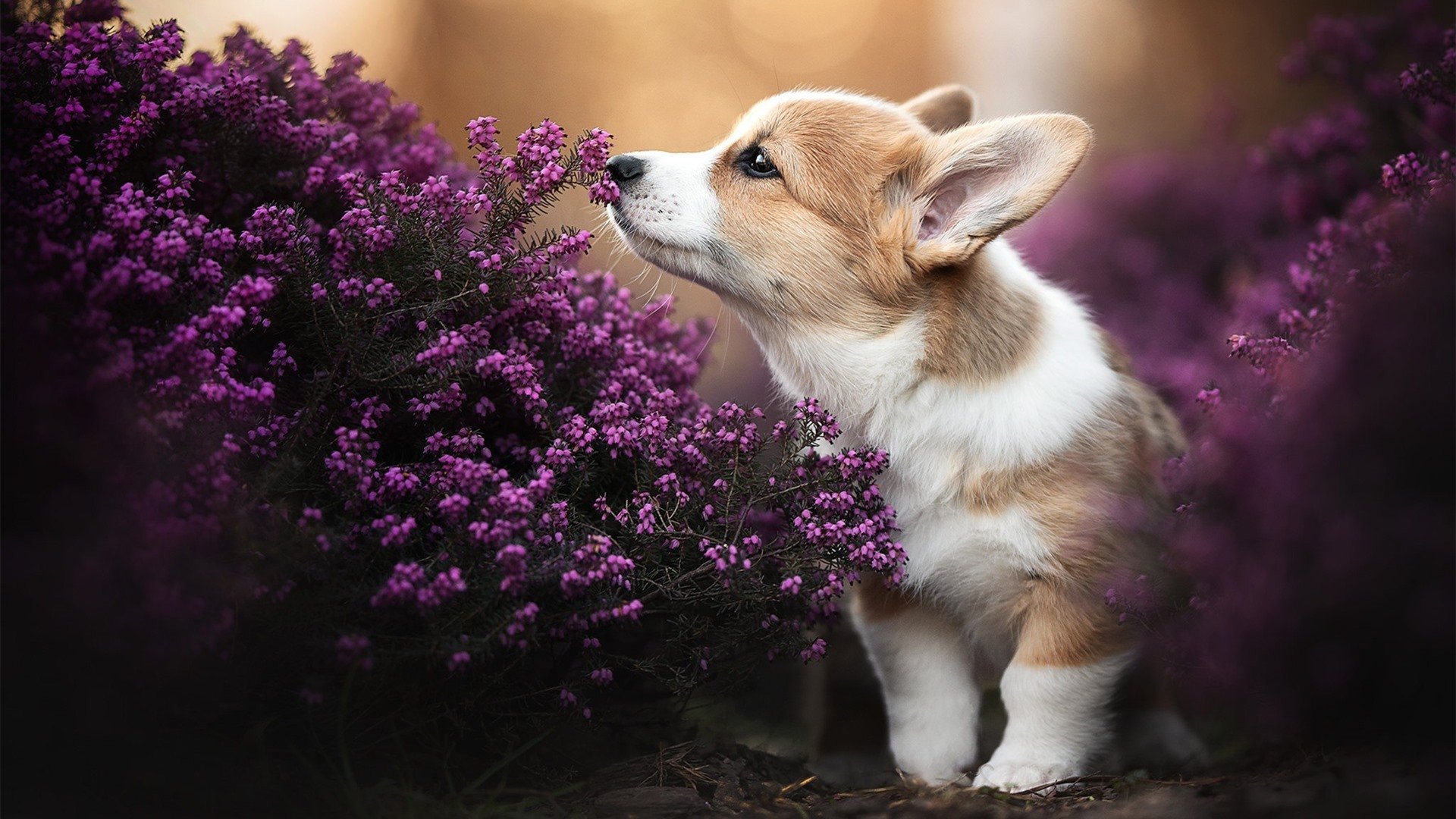 纪律之师与关键先生，地球两端的胜利公式从乌拉圭的钢铁防线到孙兴慜的致命一击，现代足球的两种胜利哲学