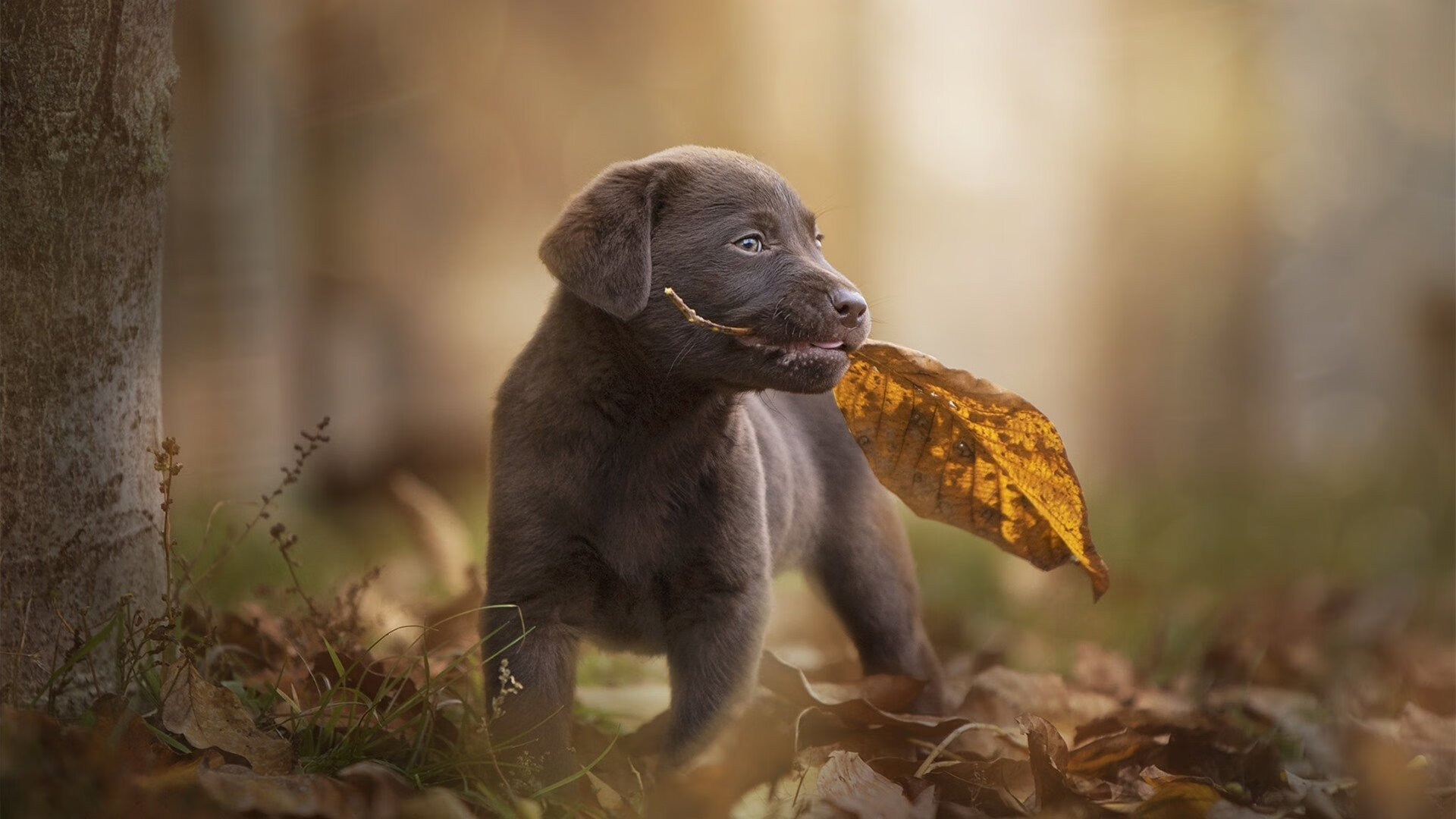 三笘薰现象，当亚洲灵感在巴黎之夜碰撞非洲狂想